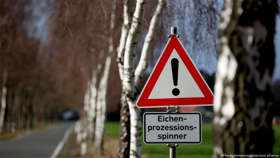 Все из-за потепления. В Германии в борьбе с дубовым шелкопрядом ставку делают на синиц (ФОТО) 1