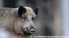 Ein Wildschwein steht auf einem Plateau im Wald. Auch in Niedersachsen machen sich Jäger und Landwirte Sorgen um ein mögliches Auftreten der Afrikanischen Schweinepest (ASP). Noch ist das Bundesland nicht betroffen, doch in Mecklenburg-Vorpommern wurden schon mehrere ASP-Fälle registriert, auch unweit der Landesgrenze zu Niedersachsen. (Illustration zu dpa «Jagd auf Schwarzwild - Sorgen um Schweinepest-Ausbreitung») +++ dpa-Bildfunk +++