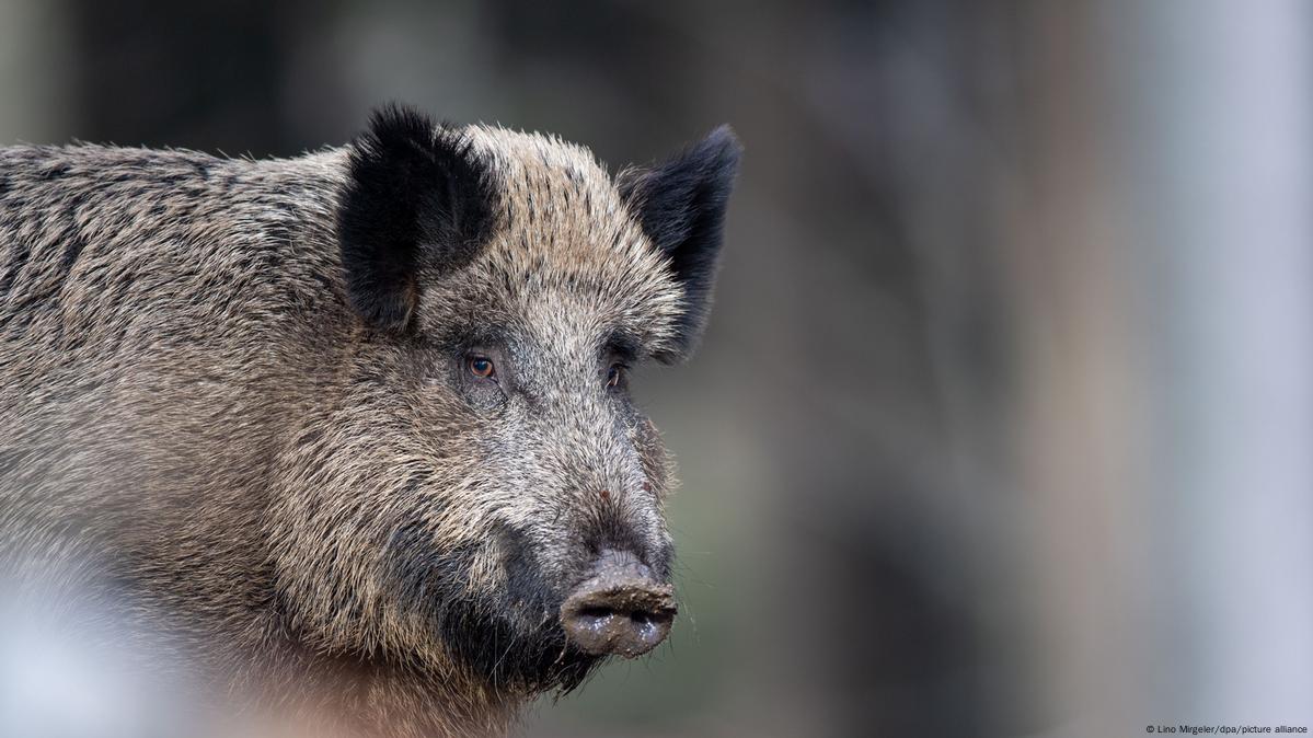 Poaching in Germany: An underestimated problem? – DW – 02/06/2022