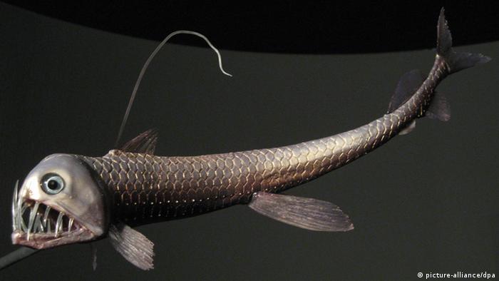 Exemplar eines Vipernfisches Flash-Galerie
