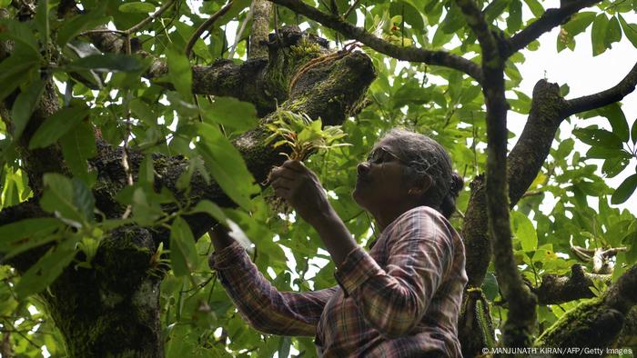 A woman replants an epiphytic plant on a tree 