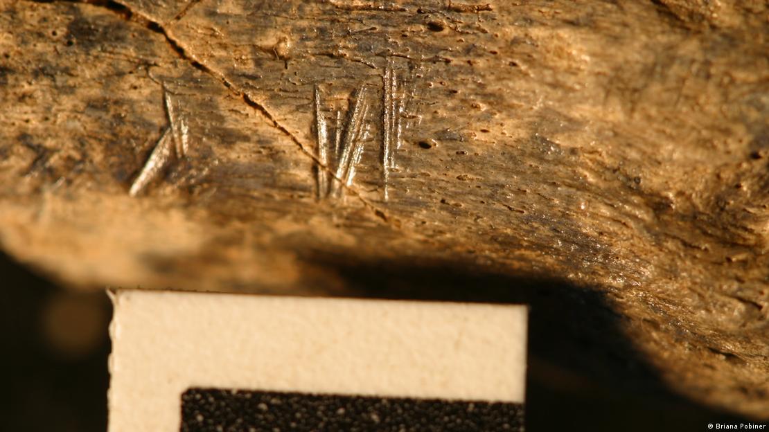 Dois fósseis registram marcas de ossos cortados 