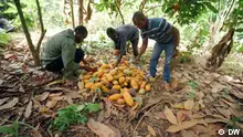 غانا: كفاءة واستدامة في زراعة الكاكاو