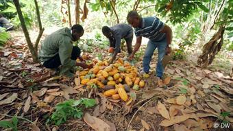 DW Magazin Global 3000 I Ghana Kakao