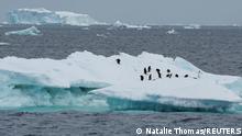 Antártida: el derretimiento del hielo marino amenaza a los pingüinos