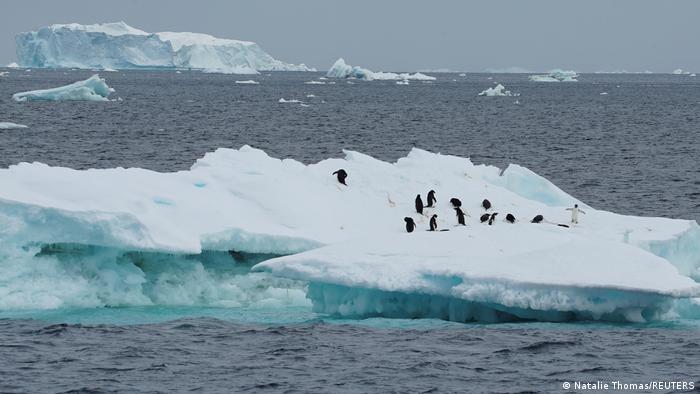 Antarktis | Wissenschaftler untersuchen Auswirkungen des Klimawandels auf Pinguine 