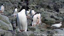 Antarktis | Wissenschaftler untersuchen Auswirkungen des Klimawandels auf Pinguine 