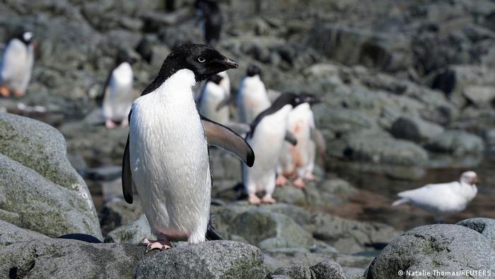 Nueva colonia de pingüinos hallada en la Antártida preocupa a los  científicos | Ciencia y Ecología | DW | 04.02.2022