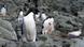 Antarktis | Wissenschaftler untersuchen Auswirkungen des Klimawandels auf Pinguine Antarktis | Wissenschaftler untersuchen Auswirkungen des Klimawandels auf Pinguine