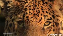 Argentinien: Die Rückkehr der Jaguare