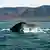 The tail of a Humpback whale above the water with Iceland's mountain landscape behind it