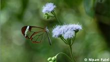 Beracun dan Tak Terlihat, Bentuk Pertahanan Kupu-kupu Transparan