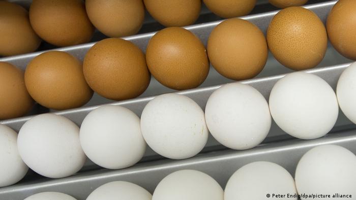 Eier in einem Brutkasten