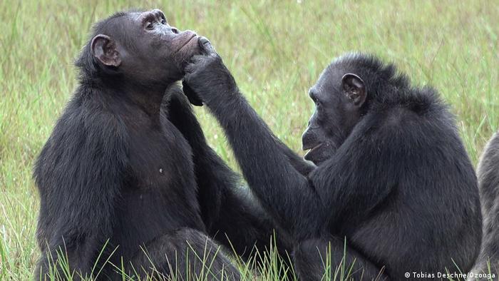 Two chimpanzees in Loango National Park