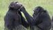 Un equipo de investigación de la Universidad de Osnabrück y del Proyecto Chimpancé Ozouga ha observado por primera vez a chimpancés aplicando insectos en sus propias heridas y en las de sus congéneres. Un equipo de investigación de la Universidad de Osnabrück y del Proyecto Chimpancé Ozouga ha observado por primera vez a chimpancés aplicando insectos en sus propias heridas y en las de sus congéneres.