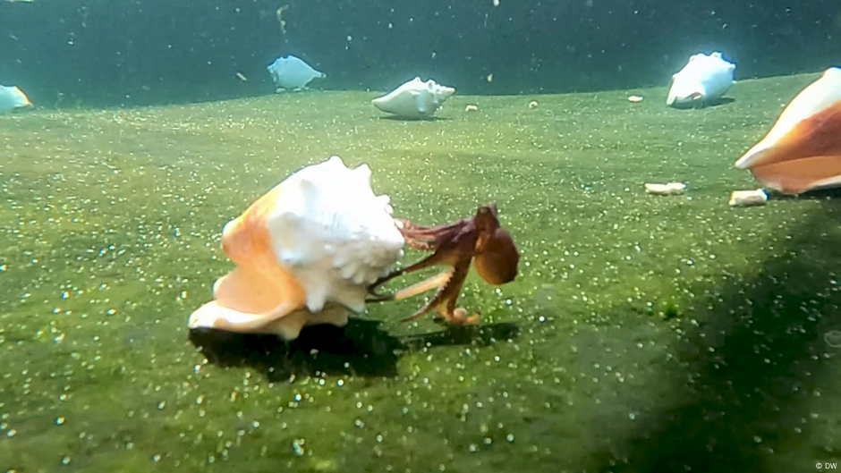 Aquaculture breeding for octopuses DW 09/09/2022