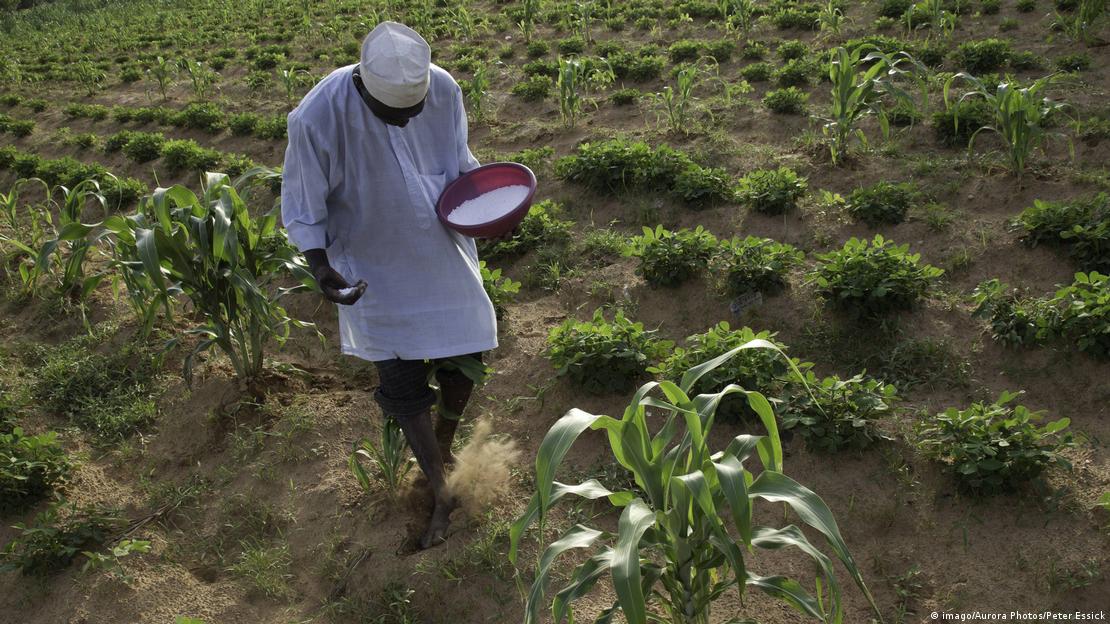 Agricultor caminha jogando ureia nas plantas no meio de uma plantação na Nigéria 