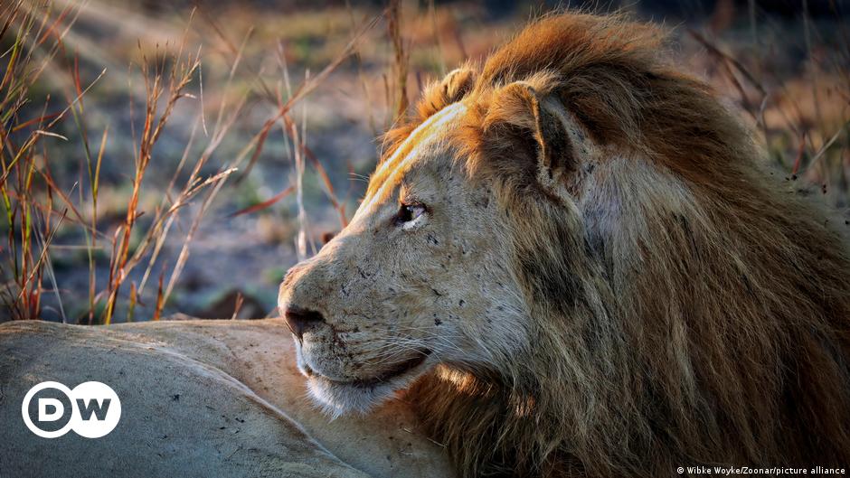 Sambia: Ein Löwen-Leben mit Kugel im Kopf