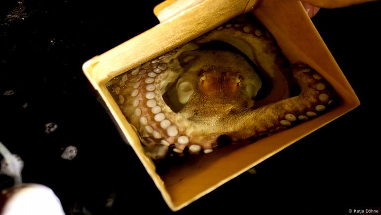 Beyond the Catch: Women Driving Octopus Conservation in Namau