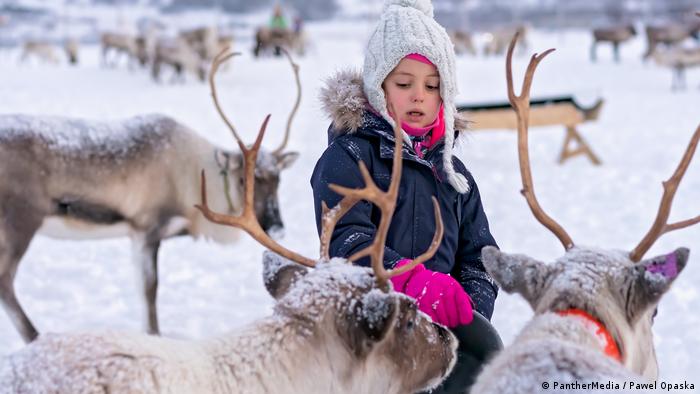 A Saami child feeding reindeer 