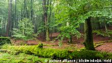 Kradzież drewna w niemieckich lasach. Więcej kontroli