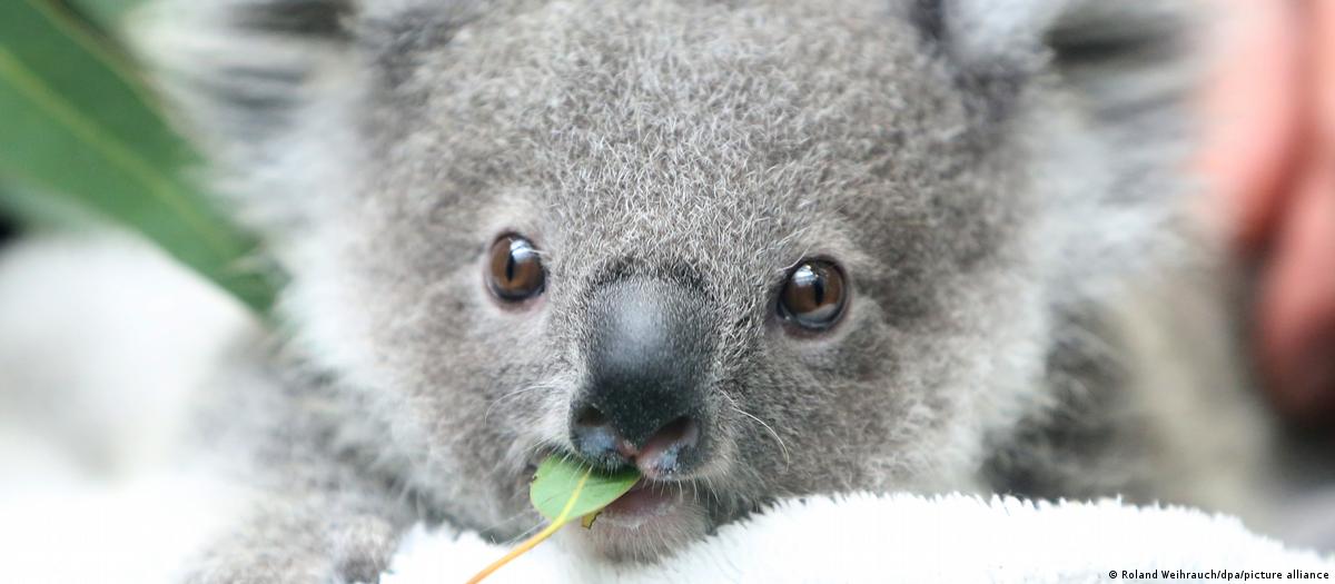 Koala, Appearance, Diet, Habitat, & Facts