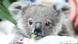 a small koala eats a leaf a small koala eats a leaf