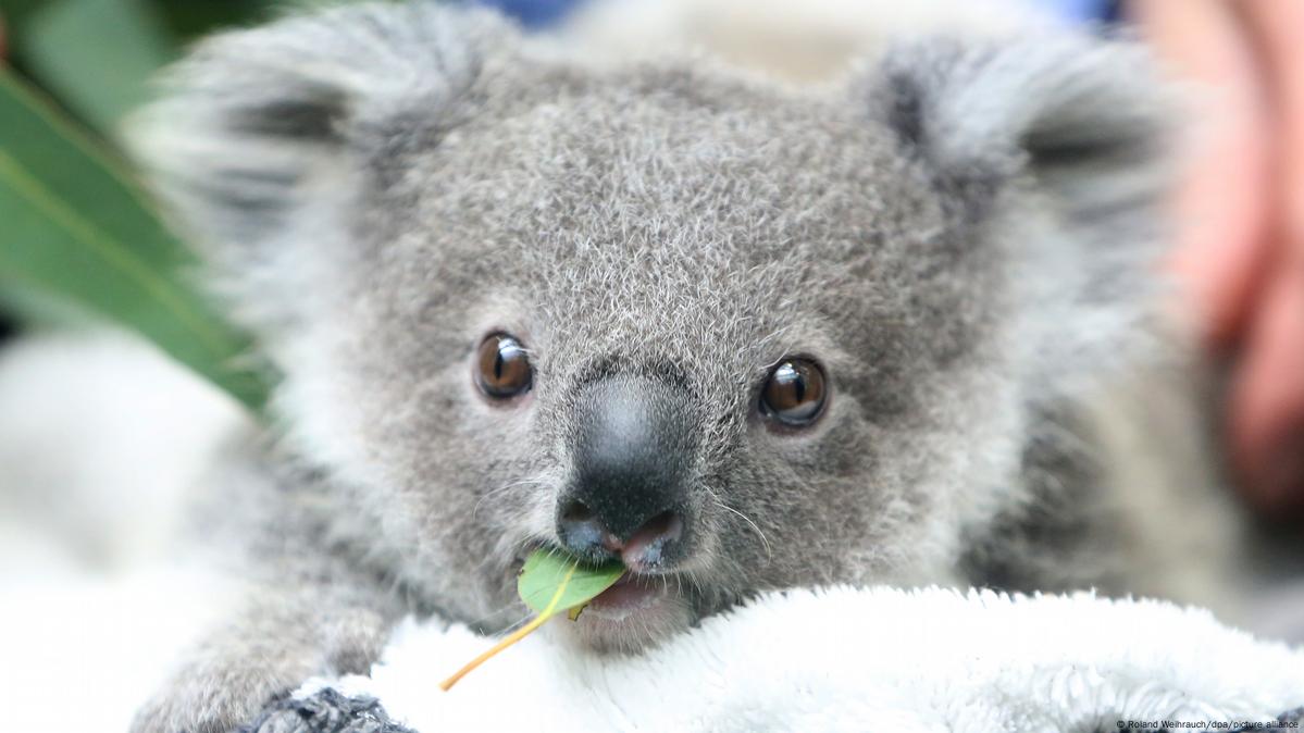 plantation-of-9200-eucalypts-has-been-created-in-western-sydney-to-feed