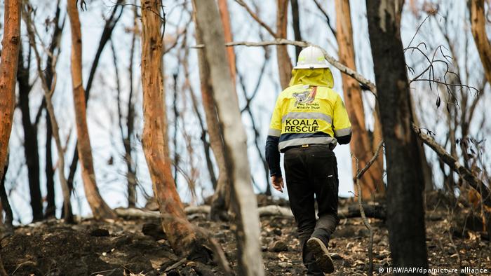 Ein Wildtierpfleger von der Organisation IFAW geht zwischen verbrannten Bäumen hindurch, um sich um Koalas zu kümmern, deren Lebensräume durch die Buschfeuer zerstört wurden.