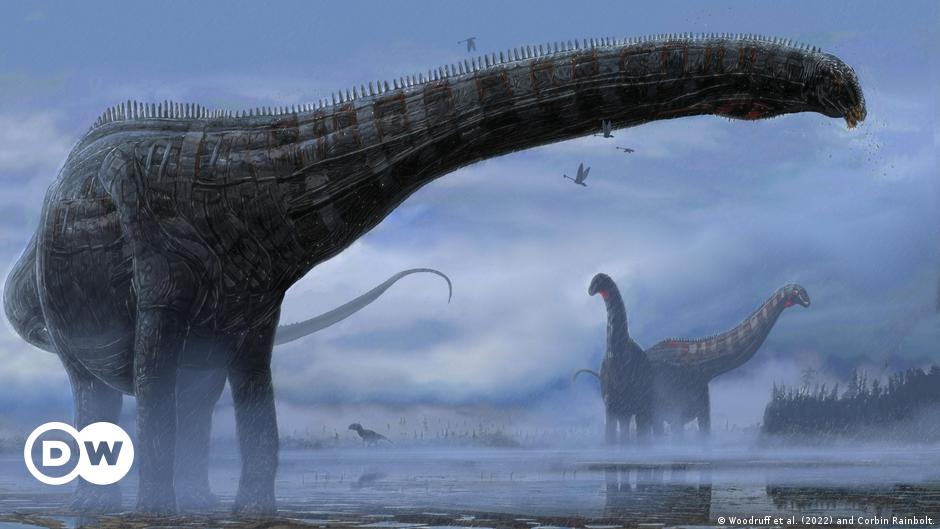 Los dinosaurios se resfriaban? Encuentran primera evidencia de infección  respiratoria en un saurópodo | Ciencia y Ecología | DW 