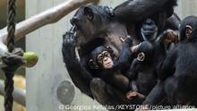 Eine Gruppe Schimpansen sitzt zusammen im Zoo. Am 13.02.2022 kommt die kantonale Initiative «Grundrechte für Primaten» in Basel zur Abstimmung. Alle Affen sollen das Recht auf Leben sowie auf physische und psychische Unversehrtheit erhalten. +++ dpa-Bildfunk +++