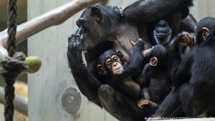 Auch Schimpansen können schmollen