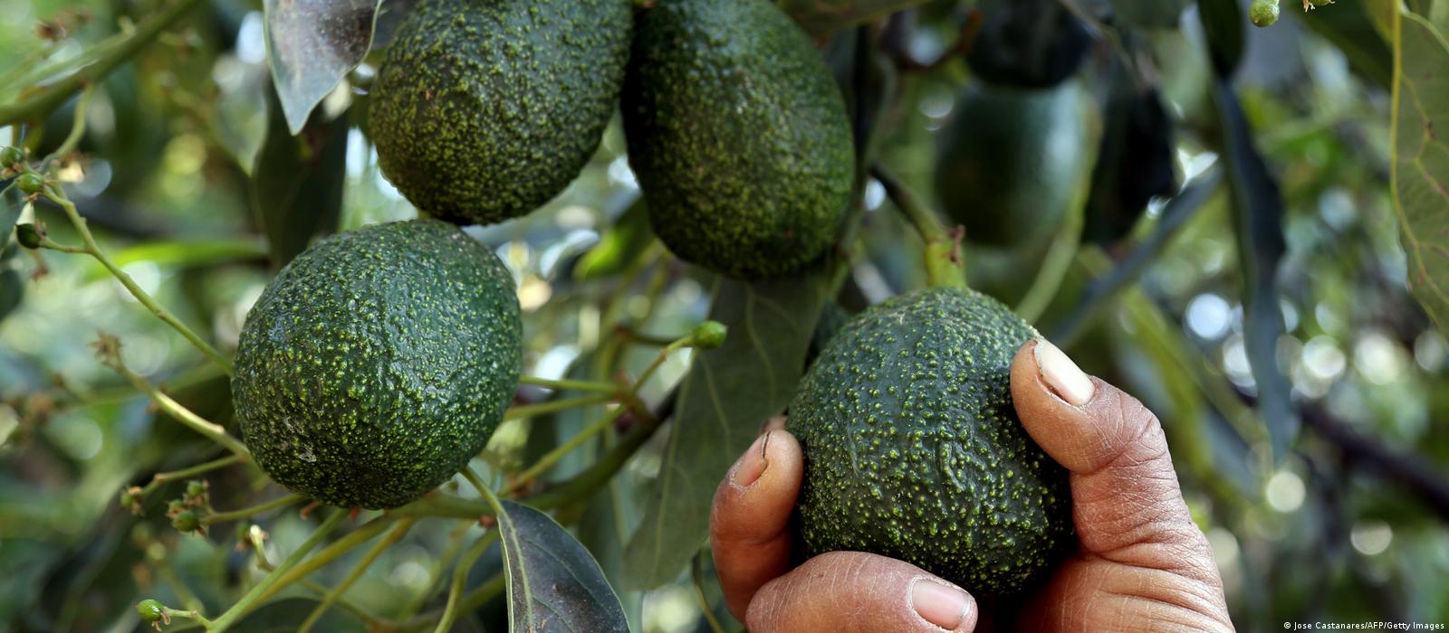 Column: How avocado mania drives climate change and crime