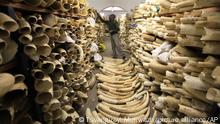 FILE - In this Thursday, June, 2, 2016 file photo, a Zimbabwe National Parks official is seen inspecting the country's ivory stockpile at the Zimbabwe National Parks Headquarters in Harare, Zimbabwe. Africa is divided over how to conserve elephants whose population has plummeted in the last decade. Namibia, Zimbabwe and South Africa favour selling ivory stockpiles but are opposed by about 30 African countries that want to tighten an international ban on the ivory trade. (AP Photo/Tsvangirayi Mukwazh, file)