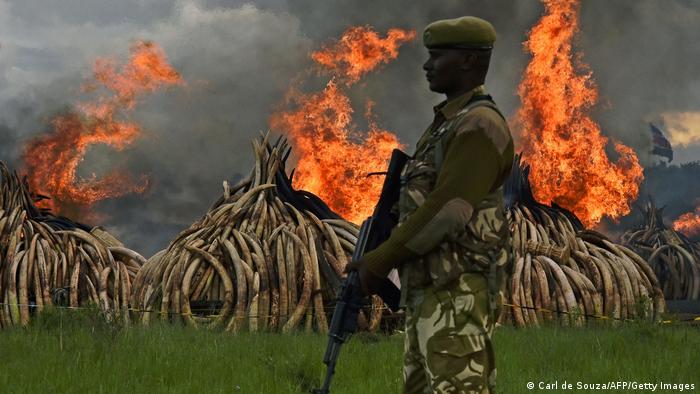 Quema de colmillos incautados por parte de la agencia Kenya Wildlife Services (KWS)