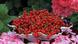 Deutschland | Rote Johannisbeeren Deutschland | Rote Johannisbeeren