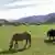 Horses graze in a meadow in Garmisch