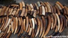 FILE PHOTO: A batch of elephant tusks seized from traffickers by Ivorian wildlife agents is pictured in Abidjan, Ivory Coast January 25, 2018. REUTERS/Luc Gnago/File Photo
