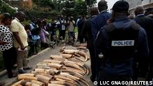 FILE PHOTO: A police officer stands next to an elephant tusks batch seized from traffickers by Ivorian wildlife agents. Abidjan, Ivory Coast January 25, 2018. REUTERS/Luc Gnago/File Photo