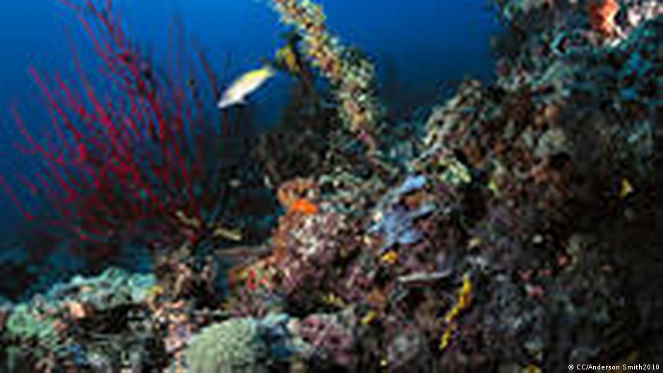 拯救珊瑚 就地保护 全球行动 巴布亚新几内亚 保护珊瑚 Dw 12 10 10