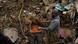 A man rescues a dog from a residential area destroyed by mudslides in Petropolis, Brazil, Wednesday, Feb. 16, 2022. A man rescues a dog from a residential area destroyed by mudslides in Petropolis, Brazil, Wednesday, Feb. 16, 2022.