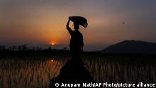 An Indian farmer carries saplings on his head as he walks through a paddy field on the outskirts of Gauhati, India, Wednesday, Feb. 16, 2022. (AP Photo/Anupam Nath)