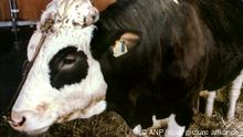 28.04.1993, Niederlande, Dem Bullen Herman wurde in den Niederlanden ein menschliches Gen implantiert, das das Protein Laktoferrin erzeugt. Die Wissenschaftler des Instituts für Veterinär-Forschung (I.V.O.) hofften, daß die Milch von Hermans Töchtern dieses Protein enthalten würde, das für die Produktion von Medikamenten verwendet werden könnte. Die königliche Gesellschaft zur Verhinderung von Grausamkeit gegen Tiere (R.S.P.C.A.) verklagte das Institut und forderte unter anderem, daß die Föten der 50 Kühe, die durch den Bullen befruchtet wurden, abgetrieben werden. Das Gericht in Den Haag entschied, daß das Vorgehen der I.V.O. legal sei. Aufnahme vom 28. April 1993.