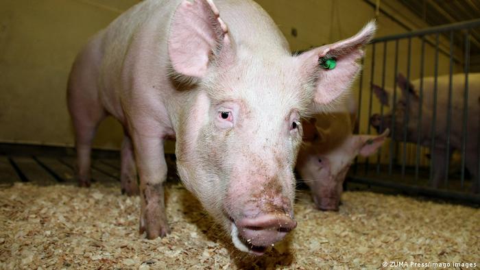 El cerdo orgánico modificado genéticamente produjo un estiércol más ecológico.