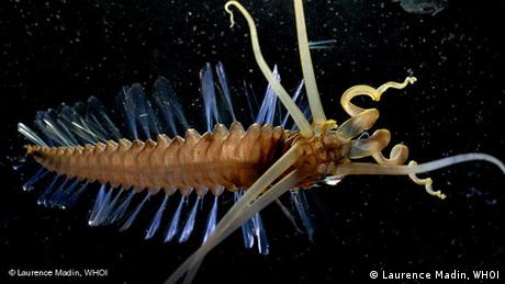 Tinenfischwurm mit weichen blauen Stacheln und spiralartigen Fühlern