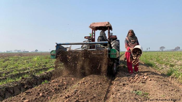 A farmer couple sowing and tilling the land for potato crop | Ravi River in Sheikhupura, Punjab