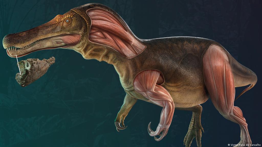 Hallan en Portugal un dinosaurio carnívoro que regeneraba constantemente  sus dientes | Ciencia y Ecología | DW 