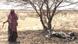 A women stands in the shade of a tree next to the carcass of an animal A women stands in the shade of a tree next to the carcass of an animal