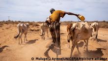 Hussen Ahmed, 70, who says he lost 7 cows and hopes his remaining 16 will survive, herds his animals after taking them from a distance to a pond at Beda'as Kebele, Danan woreda in the Shabelle zone of the Somali region of Ethiopia Tuesday, Jan. 18, 2022. In Ethiopia's Somali region, people have seen the failures of what should have been three straight rainy seasons and Somalia, Kenya, and now Ethiopia have raised the alarm about the latest climate shock to a fragile region. (Mulugeta Ayene/UNICEF via AP)