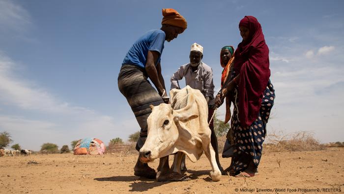 Земята е осеяна с трупове на мъртви домашни животни –